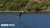 White-tailed sea eagles give lesson in patient parenting