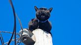Cat stranded atop a utility pole in Milwaukee's Riverwest has been reunited with its owner