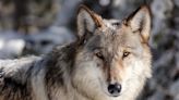 Wolf advocacy groups say Colorado can support at least 750 wolves