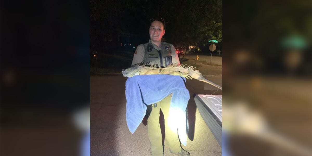 Officers find a 5-foot iguana on the loose