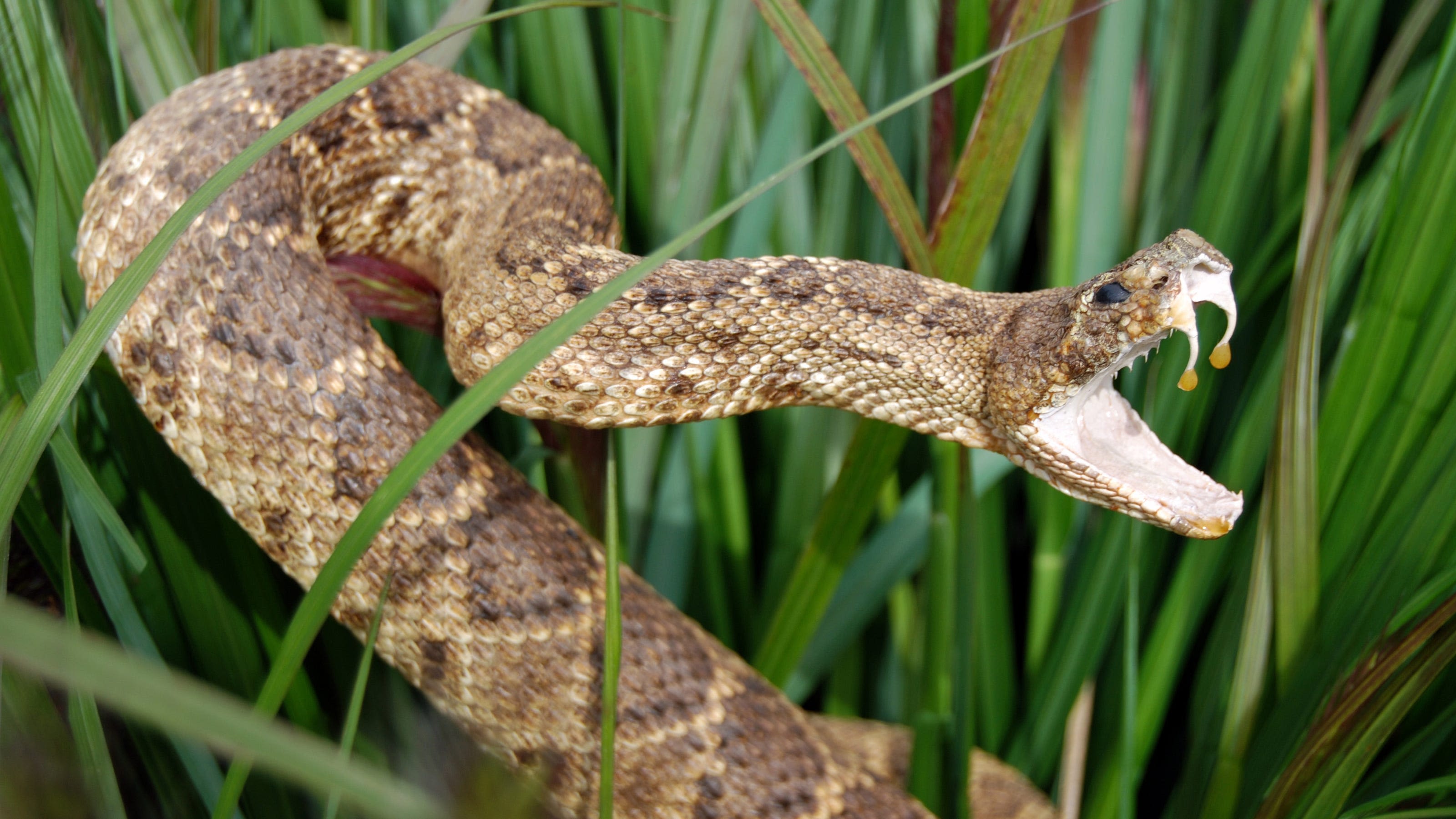 Someone mailed a live rattlesnake to a California man. He thinks it was attempted murder.