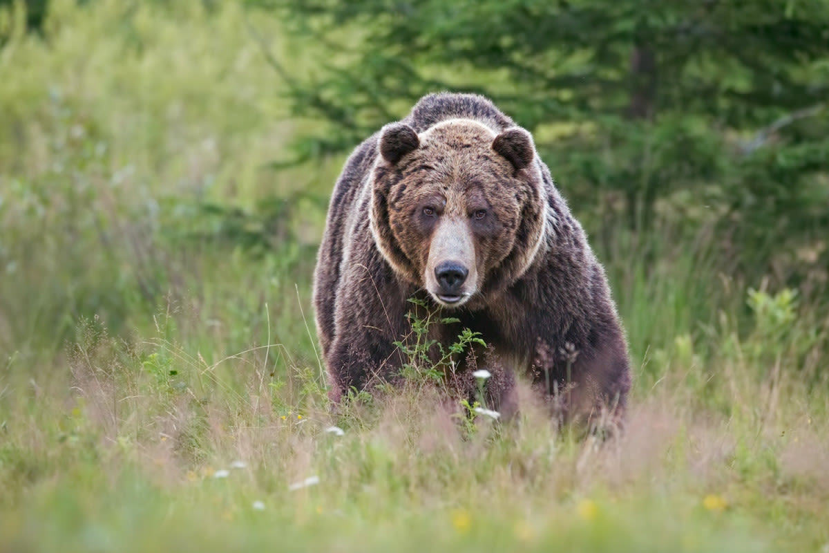 Hikers on Guided Tour in Yellowstone Get Surprised by Grizzly Bear Guests Passing Through