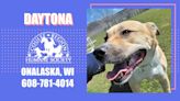 Pets of the Week: Coulee Region Humane Society – Daytona