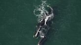 9 North Atlantic right whale calves born so far this breeding season