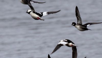 5 things to know about the Mississippi Flyway as spring bird migration begins