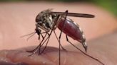 Hillsborough County has confirmed case of locally transmitted dengue fever