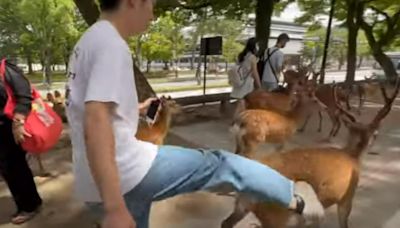 傳陸客奈良公園「猛踹鹿還賞巴掌」 日網怒了：快逮捕他