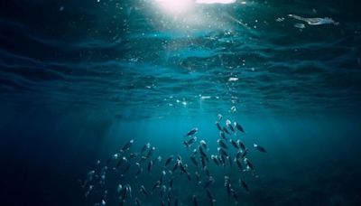 El fondo del océano profundo produce su propio oxígeno
