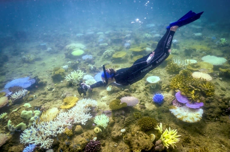 'Urgent' for Australia to protect Great Barrier Reef: UNESCO