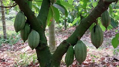 Trees for Cadbury factory: Jalpaiguri cocoa saplings to seed Assam chocolate