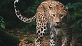 Child Calmly Escapes From Building After Leopard Enters Like It’s NBD