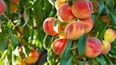 This free festival at the Nashville Farmer's Market features all-things peaches!