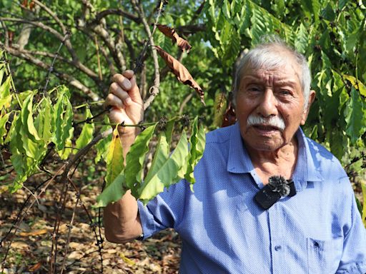 La sequía pone en riesgo al 90 % de los cultivos de café en la frontera sur de México