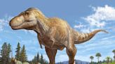 New dinosaur discovery may be the closest relative to Tyrannosaurus rex, scientists say