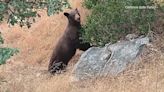 Increased bear sightings prompt alert at San Bernardino campground