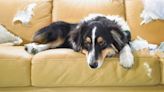 32 common dog behavior problems and solutions