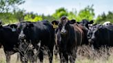 The race to uncover bird flu in the Texas Panhandle