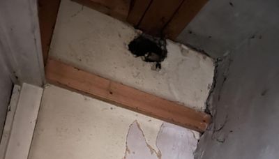 ‘Rats are chewing through my ceiling, it’s like a horror movie’