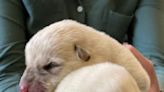 Puppies found abandoned in Holliston have new home; investigation stalls