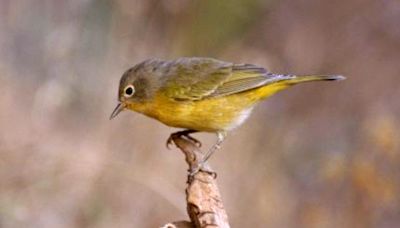 Outdoors column: Spring Bird Count reminds us of the miracle of migration