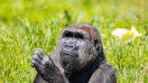 Philadelphia Zoo welcomes critically endangered western lowland gorilla