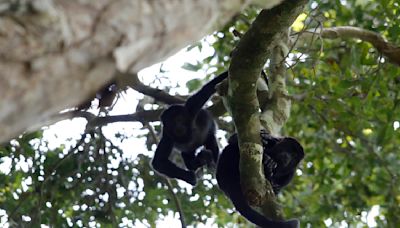 墨西哥近百隻吼猴被熱死！「像蘋果一樣從樹上摔落」 幾分鐘就喪命