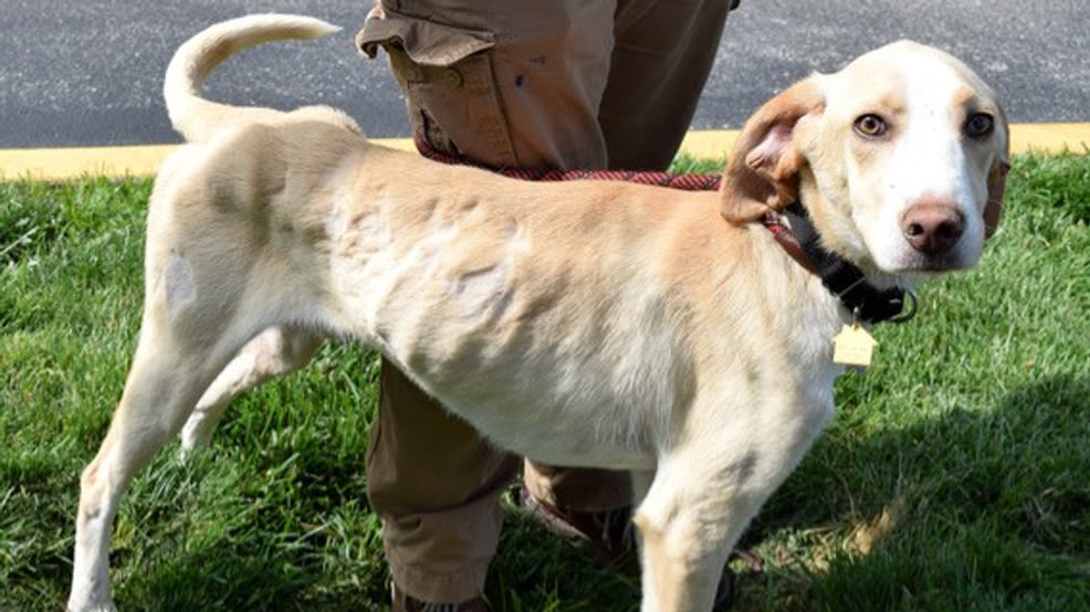 22 dogs recued by Humane Society of Missouri from an illegal breeder in Gasconade County