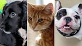The Best Pets Moments of 2023