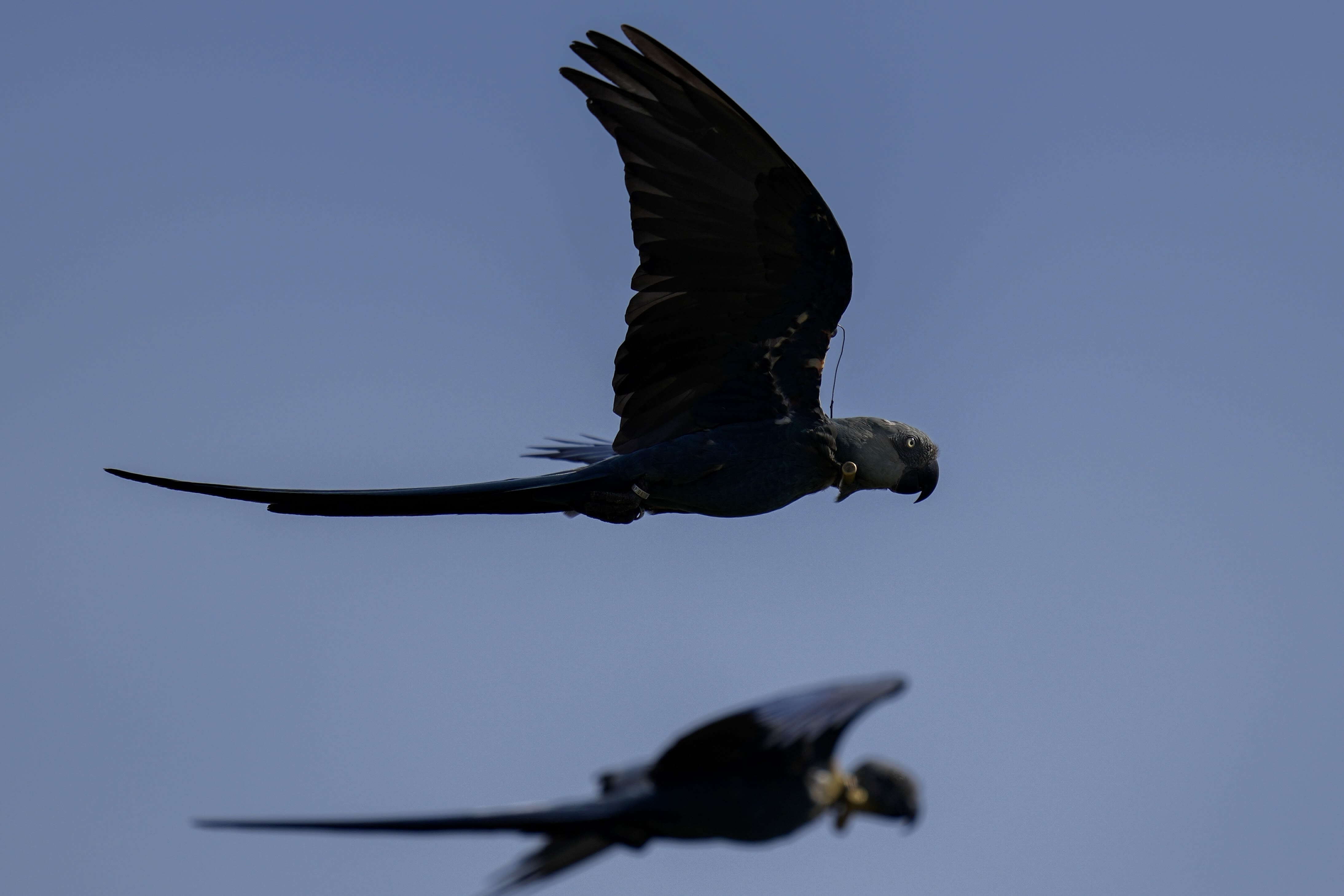 Recovery of Brazil's Spix's macaw, popularized in animated 'Rio' films, threatened by climate change