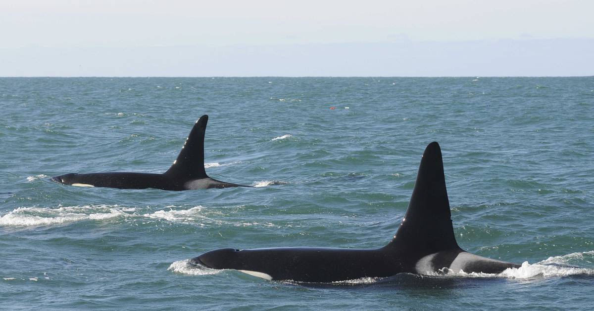 Spain warns boaters after orcas again sink yacht near Strait of Gibraltar