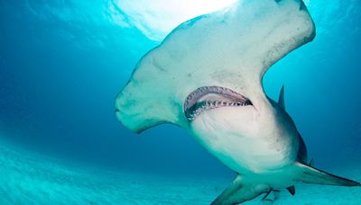 Increase of sharks in these waters has beachgoers on edge