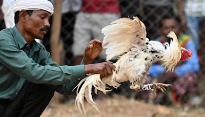 Las peleas de gallos, todavía en auge en remotos pueblos de India