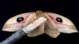 Moths actually aren’t drawn to light as previously thought, study finds