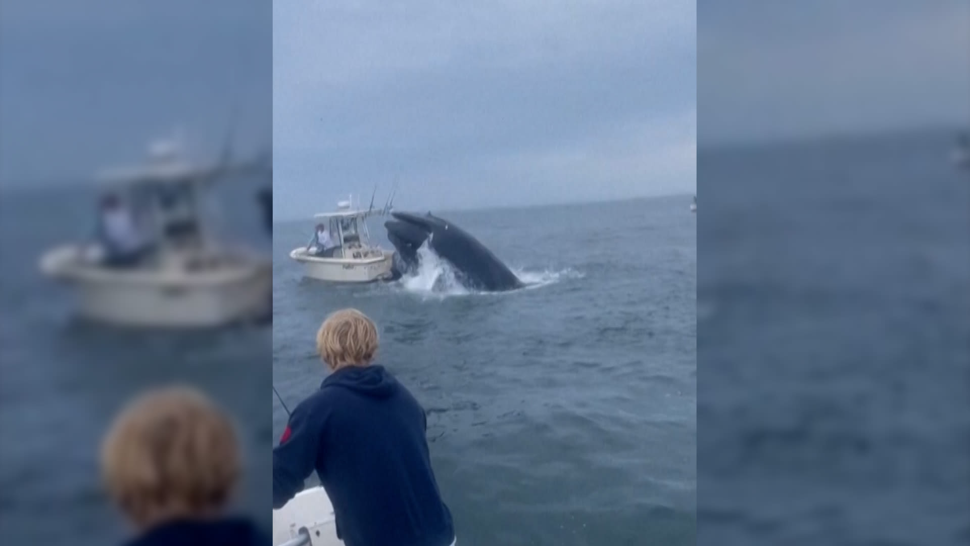 Video shows humpback whale crashing into boat, sending 2 overboard