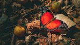 Secret of How Butterfly Wings Get Their Vibrant Colors Is Discovered