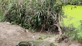 Mueren 7 animales tras el cierre de los zoológicos en Costa Rica