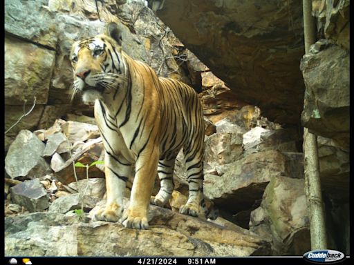 Two tigers spotted in forests of Lalitpur for first time