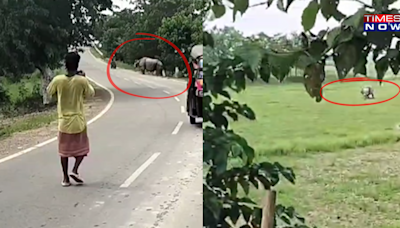 'Saddam Hussain' Chased By Rhino, Mauled To Death In Assam- VIDEO