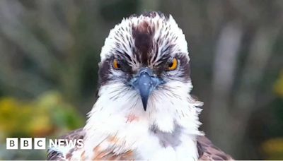 Poole Harbour ospreys: Webcam shows male osprey after return