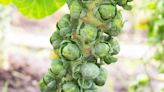 How to Grow Brussels Sprouts at Home—Plus the Secret to Ensuring a Healthy Crop Each Year