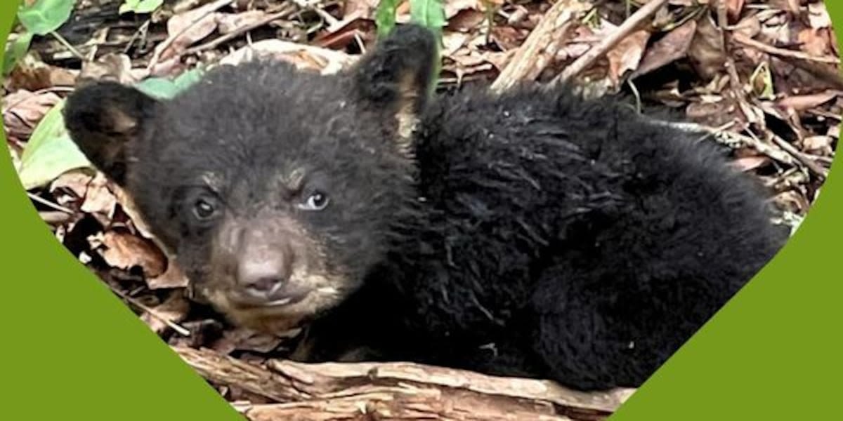 Appalachian Bear Rescue euthanizes injured bear cub