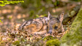 Why You Should Never “Rescue” Baby Deer You Find Alone In The Wild