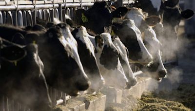 MDARD: 3 more dairy herds infected with bird flu