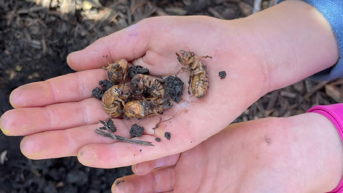 Some cicadas have emerged in the suburbs. But when will they come to Chicago? How the weather this week plays a role