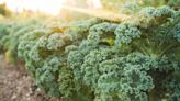 How to Harvest Kale So It Keeps Growing All Season Long