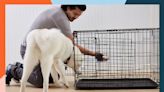 The 6 Best Dog Crates of 2024, Tested and Reviewed