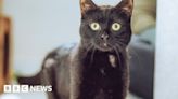 Chesterfield: New home needed for cat dumped in taped up box