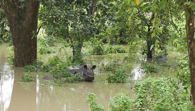 Assam: 11 Wild Animals Killed As Floods Leave Kaziranga Park Deluged