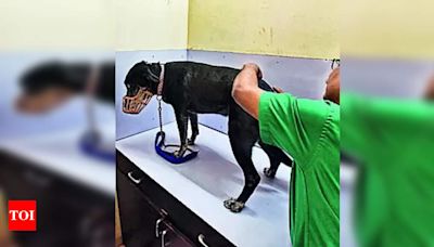 Sambhajinagar to host free vax camp for dogs on Sunday | - Times of India