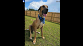 Great Dane arrived at Florida rescue ‘starved and sick.’ Now ‘resilient’ pup needs a home